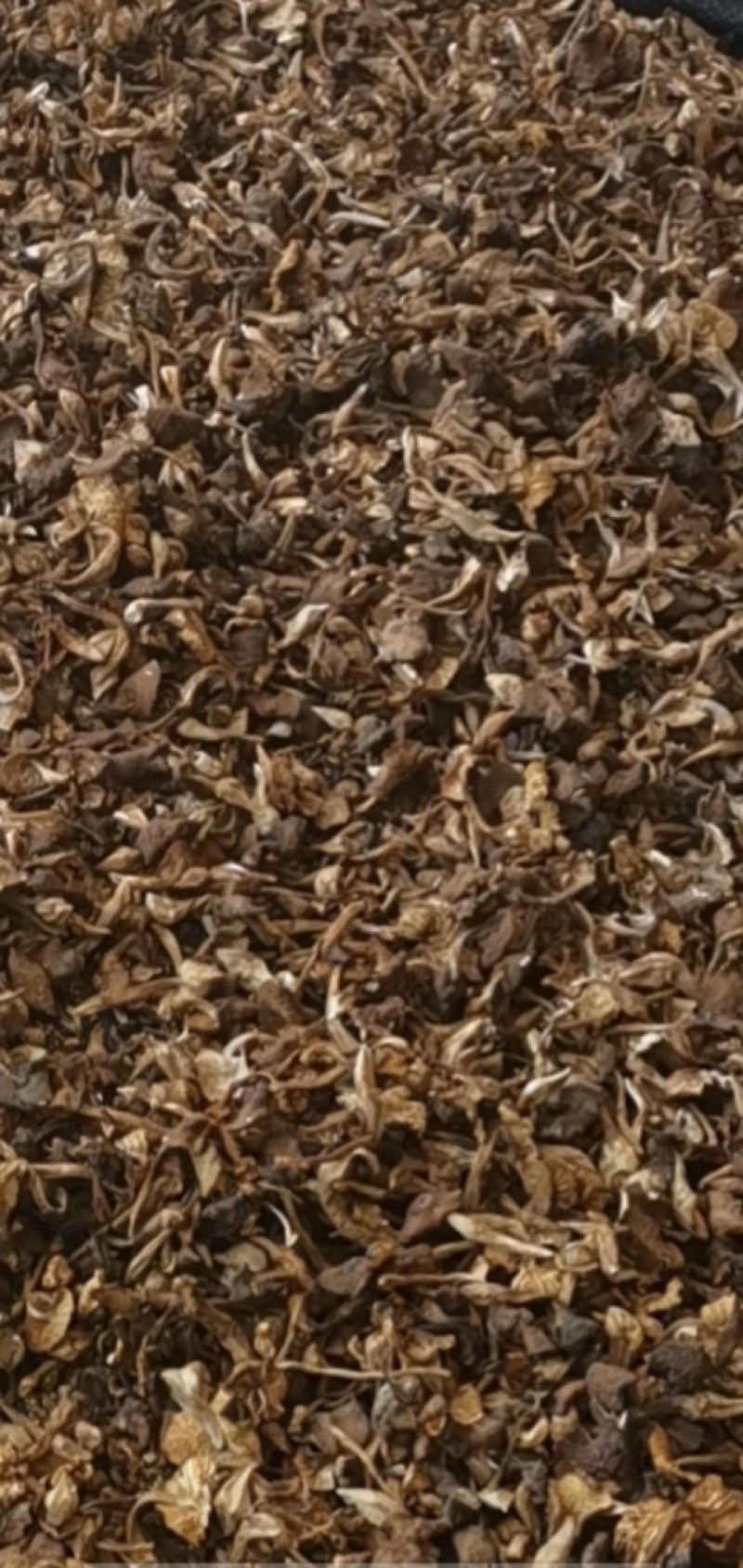 向全国诚找代理商，干野生食用鸡枞菌大量批发2020年新货