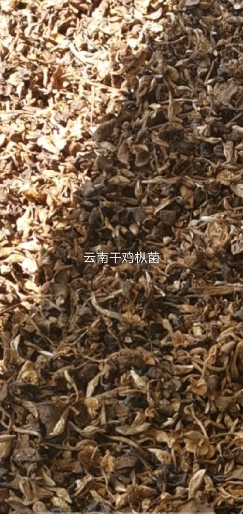 向全国诚找代理商，干野生食用鸡枞菌大量批发2020年新货