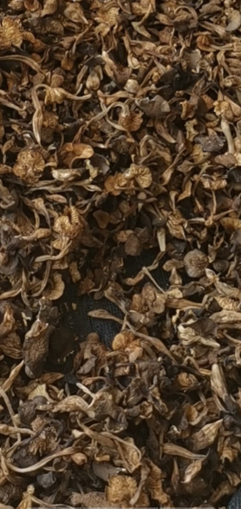 向全国诚找代理商，干野生食用鸡枞菌大量批发2020年新货