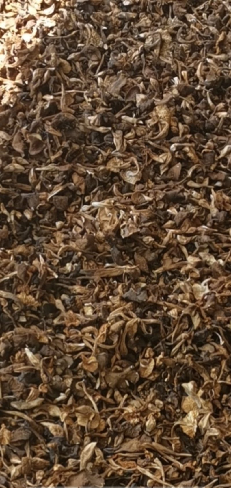 向全国诚找代理商，干野生食用鸡枞菌大量批发2020年新货