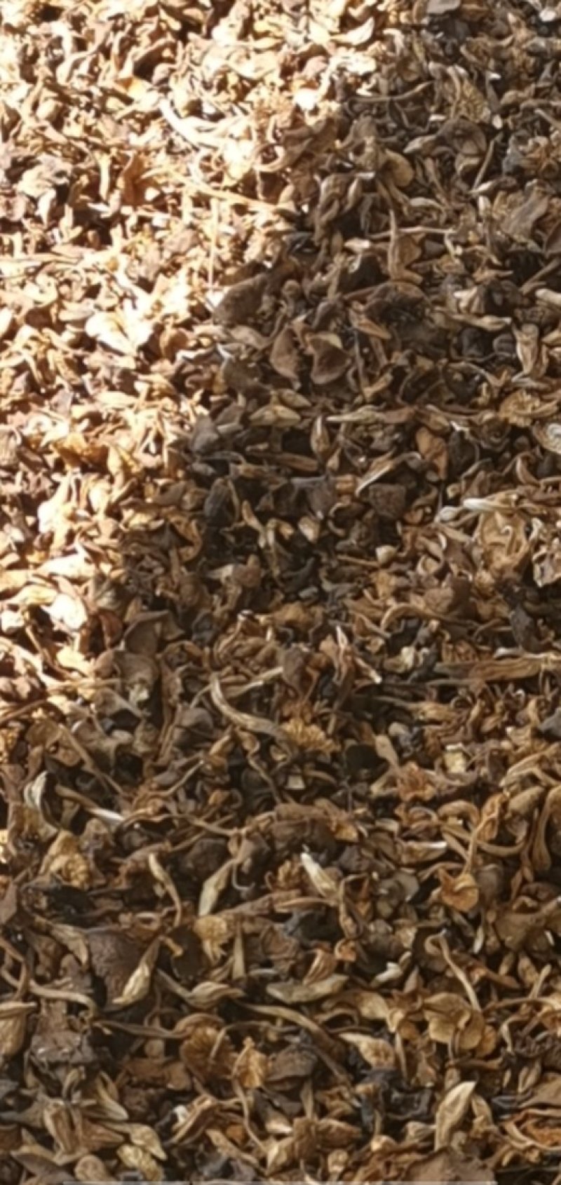 向全国诚找代理商，干野生食用鸡枞菌大量批发2020年新货