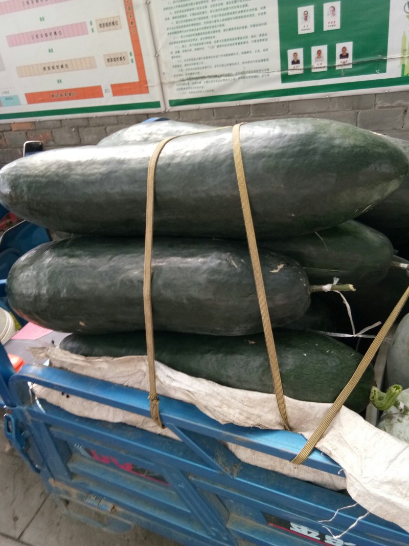 黑冬瓜（新鲜吊黑冬瓜现货）