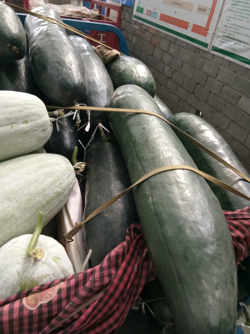 黑冬瓜（新鲜吊黑冬瓜现货）