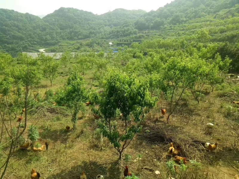 每天现捡新鲜土鸡蛋，量大从优