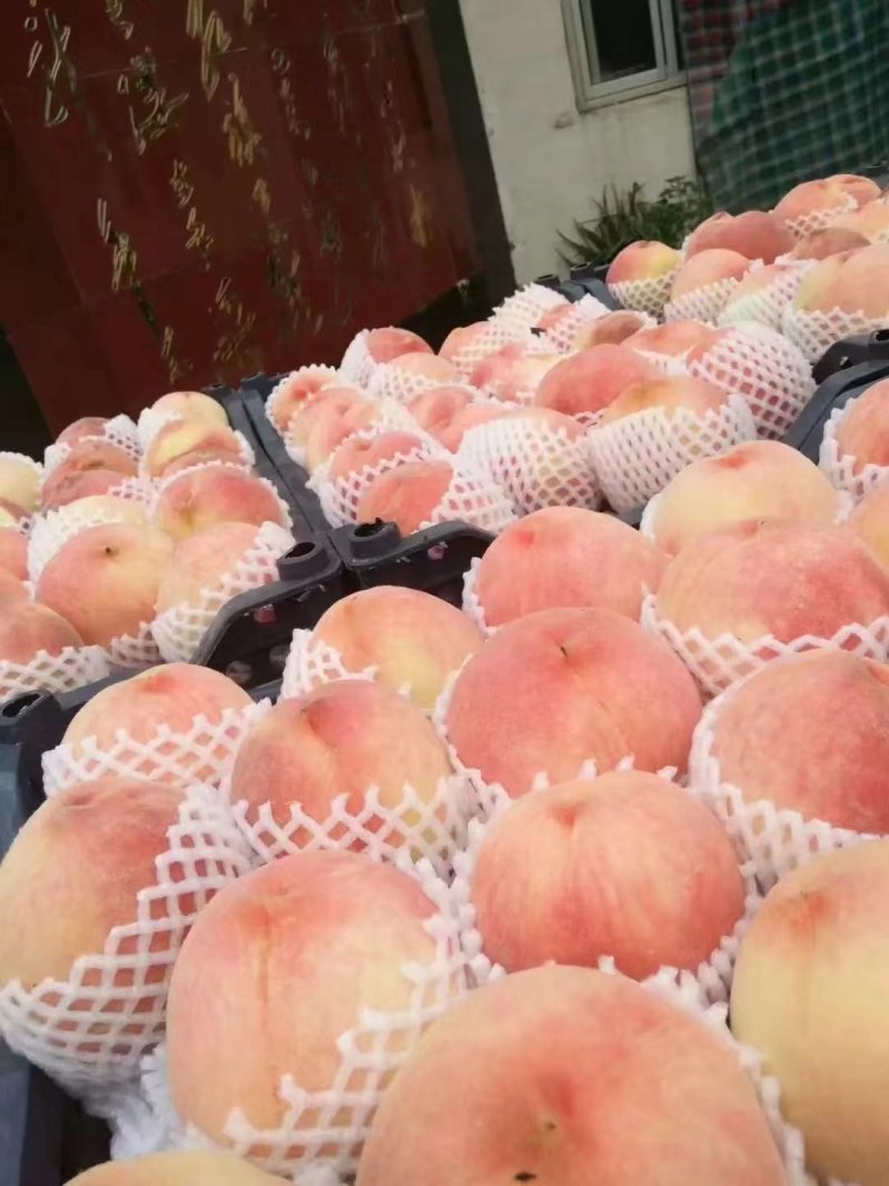 大量供应商品桃，毛桃，万亩桃园，都是套袋果，颜色好口感
