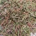 山东侧柏叶实物比图片青一手货源500g