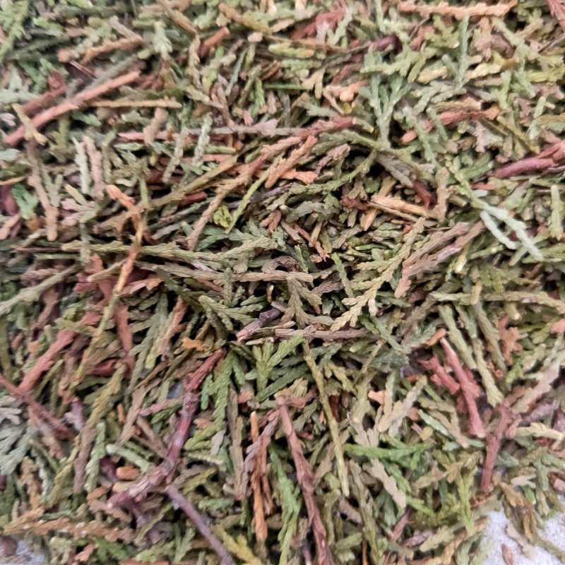 山东侧柏叶实物比图片青一手货源500g