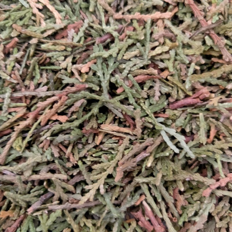 山东侧柏叶实物比图片青一手货源500g