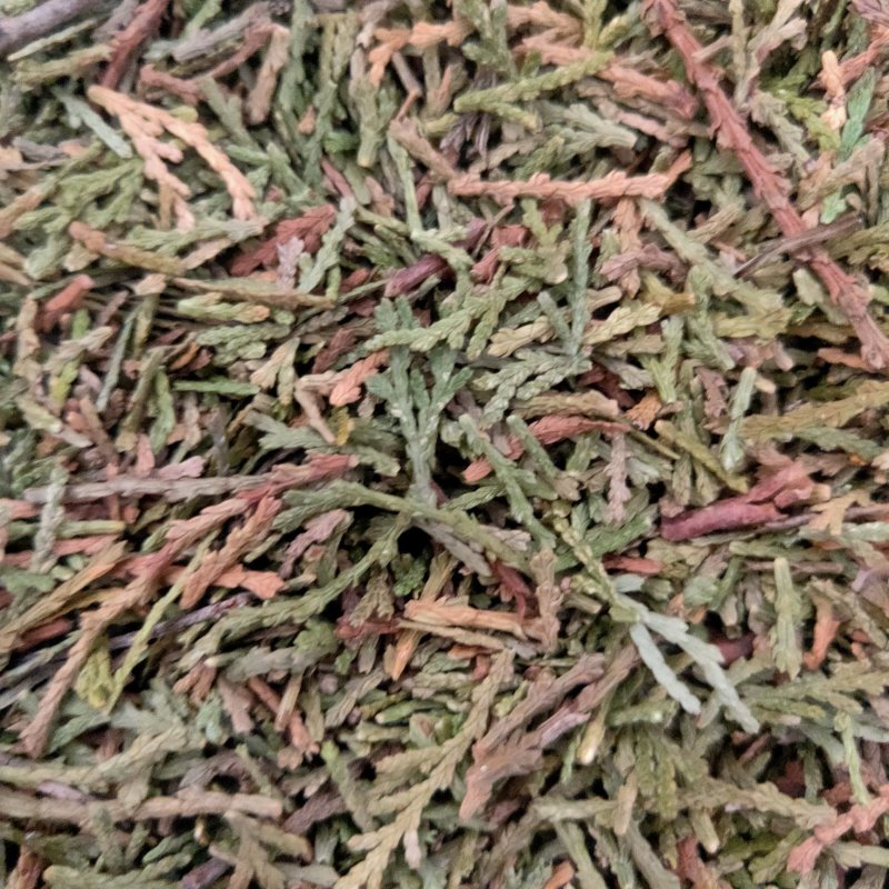 山东侧柏叶实物比图片青一手货源500g