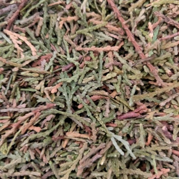 山东侧柏叶实物比图片青一手货源500g