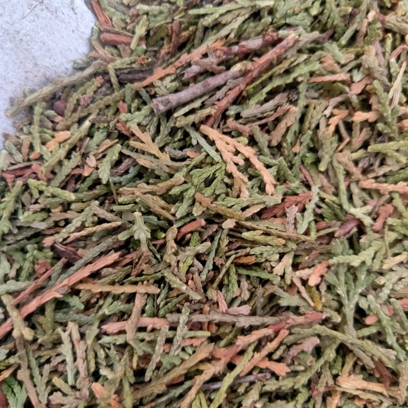 山东侧柏叶实物比图片青一手货源500g