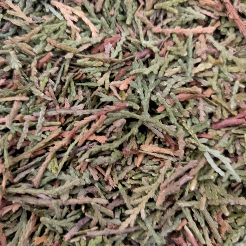 山东侧柏叶实物比图片青一手货源500g