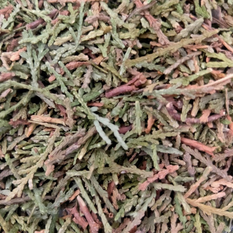 山东侧柏叶实物比图片青一手货源500g