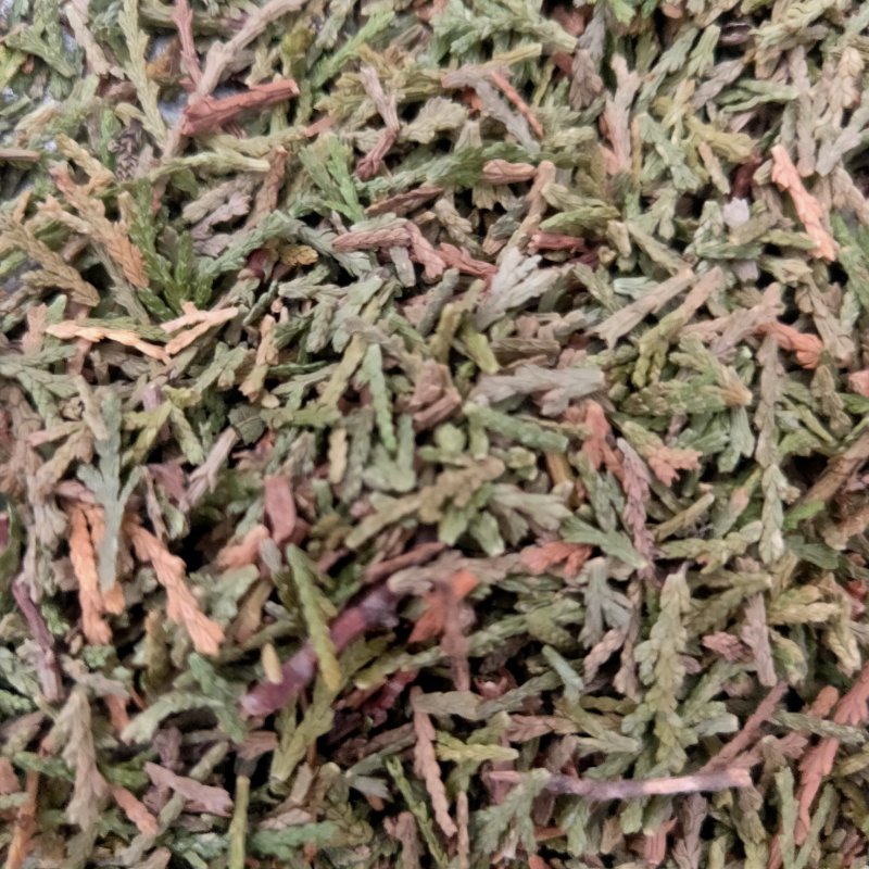 山东侧柏叶实物比图片青一手货源500g