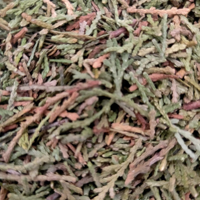 山东侧柏叶实物比图片青一手货源500g