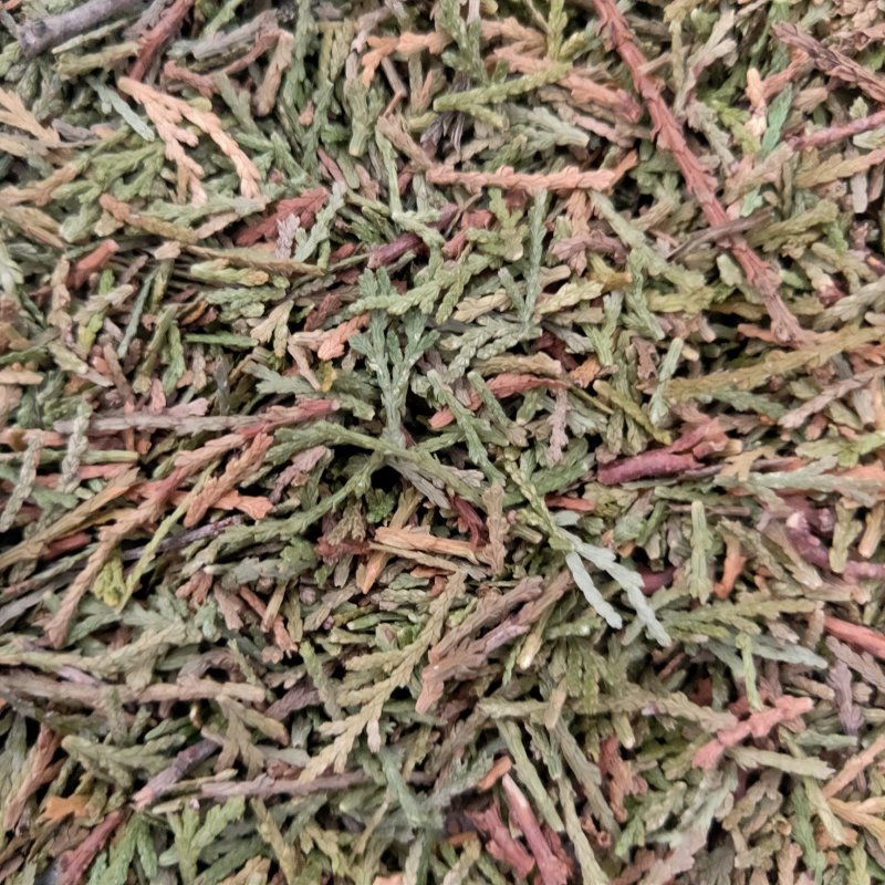 山东侧柏叶实物比图片青一手货源500g