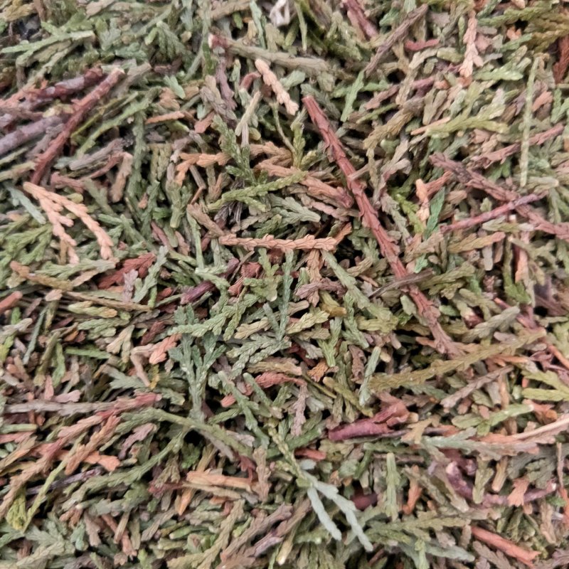 山东侧柏叶实物比图片青一手货源500g