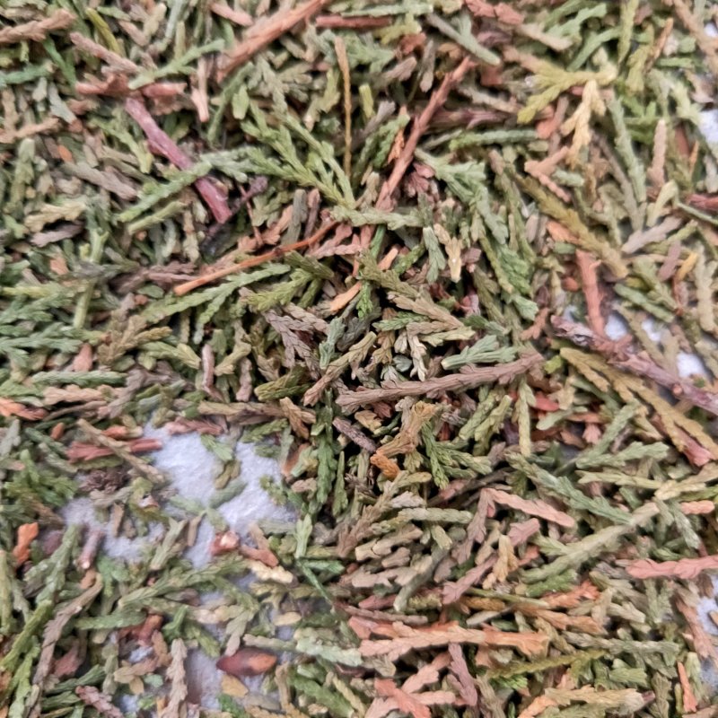 山东侧柏叶实物比图片青一手货源500g