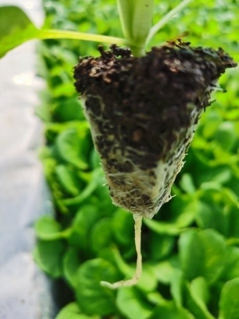 大白菜苗，基地直供，单棵三公斤，抗根肿病强，特级苗