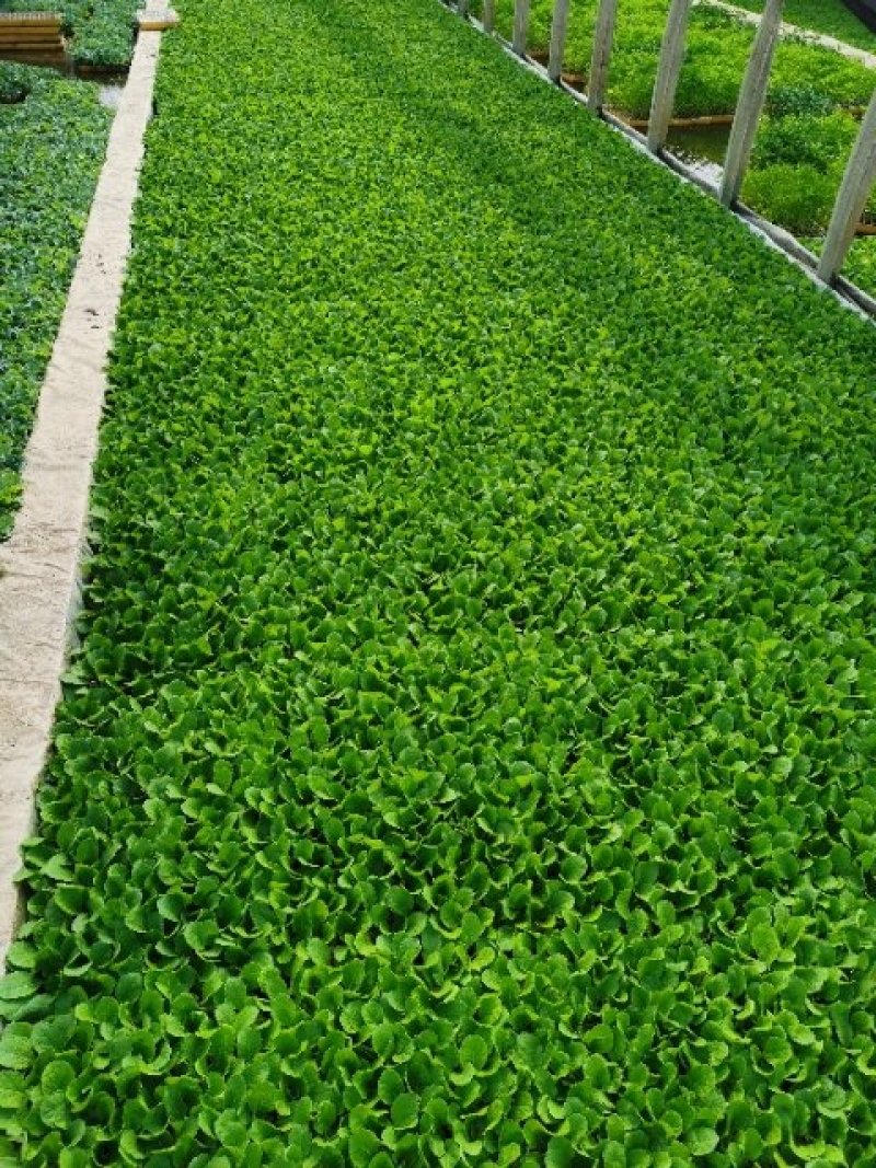 大白菜苗，基地直供，单棵三公斤，抗根肿病强，特级苗