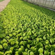 大白菜苗，基地直供，单棵三公斤，抗根肿病强，特级苗
