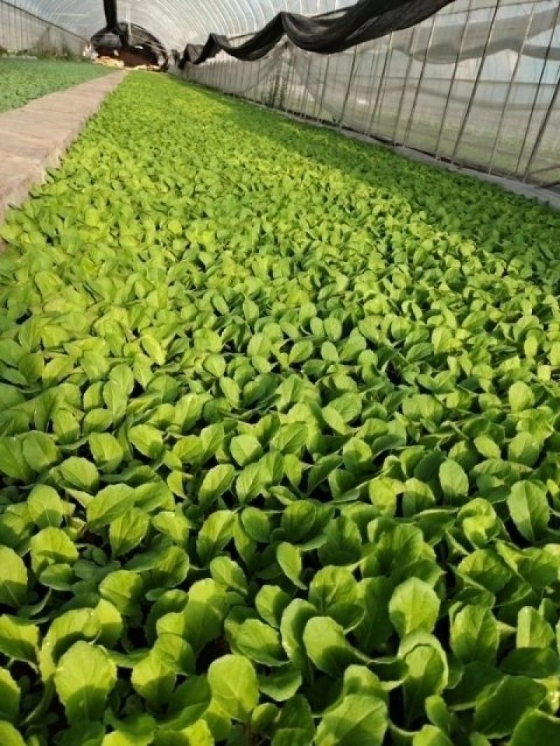 大白菜苗，基地直供，单棵三公斤，抗根肿病强，特级苗