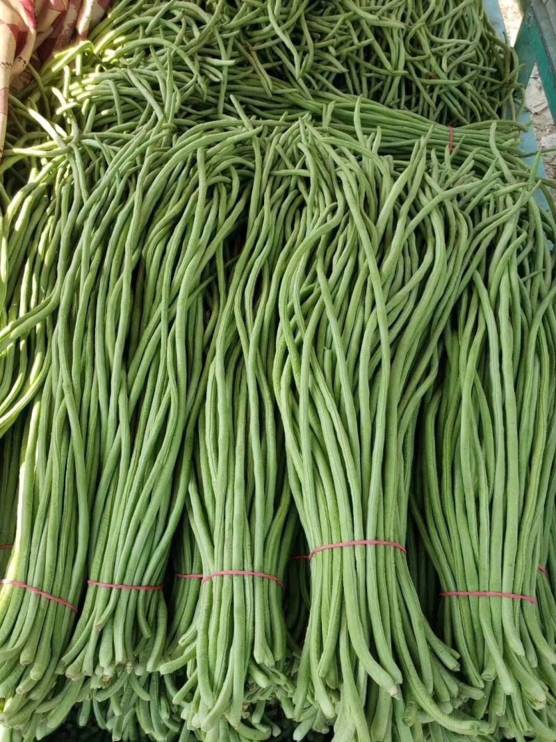 长豆角80厘米以上，走市场，加工厂，大量供应。