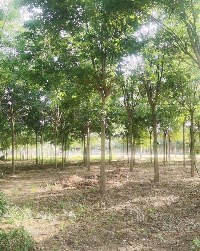 河北邢台巨鹿8公分国槐基地直销大量出售一级老式国槐