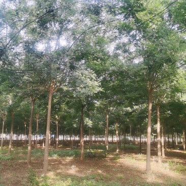 河北巨鹿国槐基地大量出售9公分国槐一级老式国槐开心冠