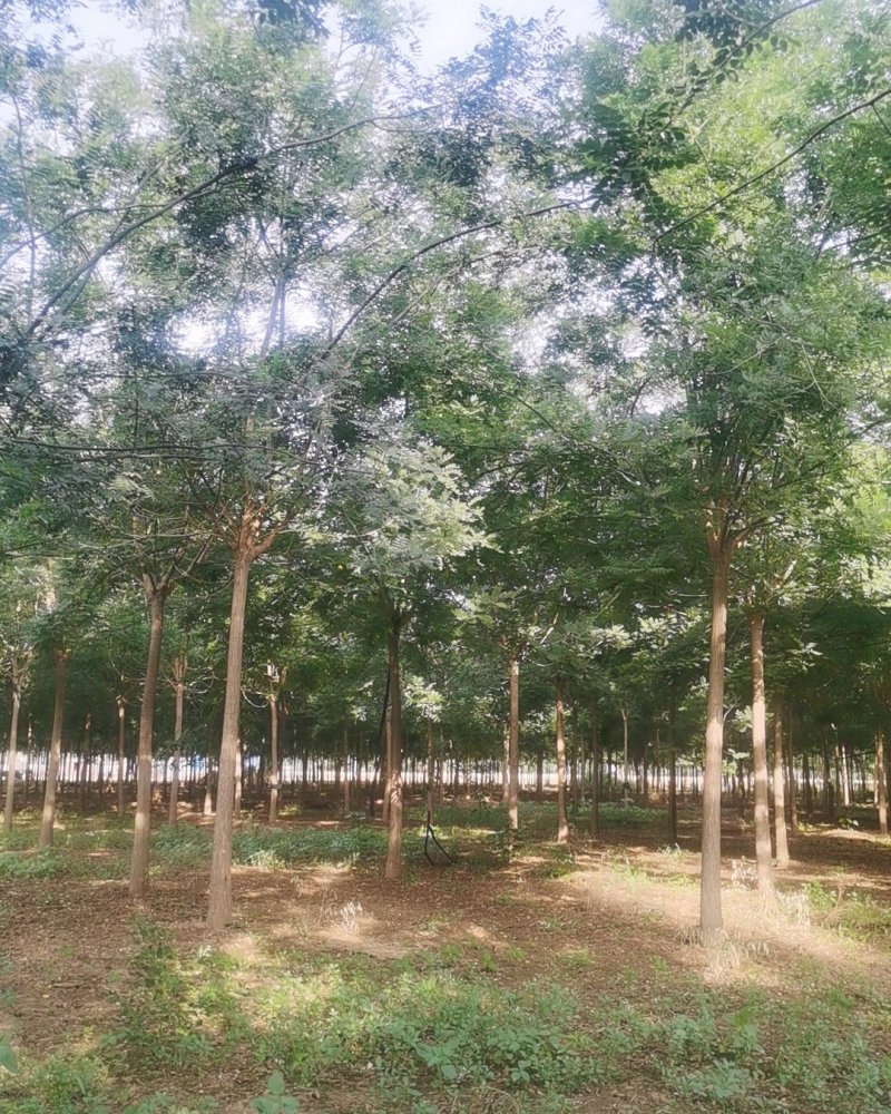 河北巨鹿国槐基地大量出售9公分国槐一级老式国槐开心冠