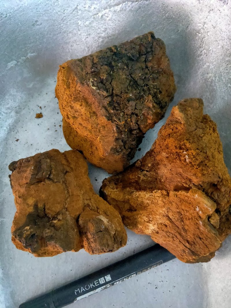 野生桦树茸白桦茸货好量大俄罗斯进口