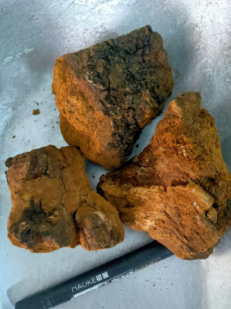 野生桦树茸白桦茸货好量大俄罗斯进口