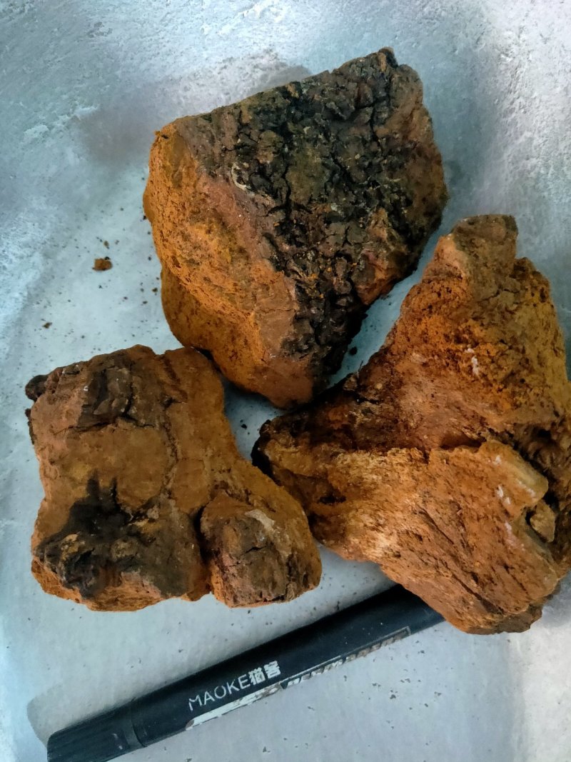 野生桦树茸白桦茸货好量大俄罗斯进口