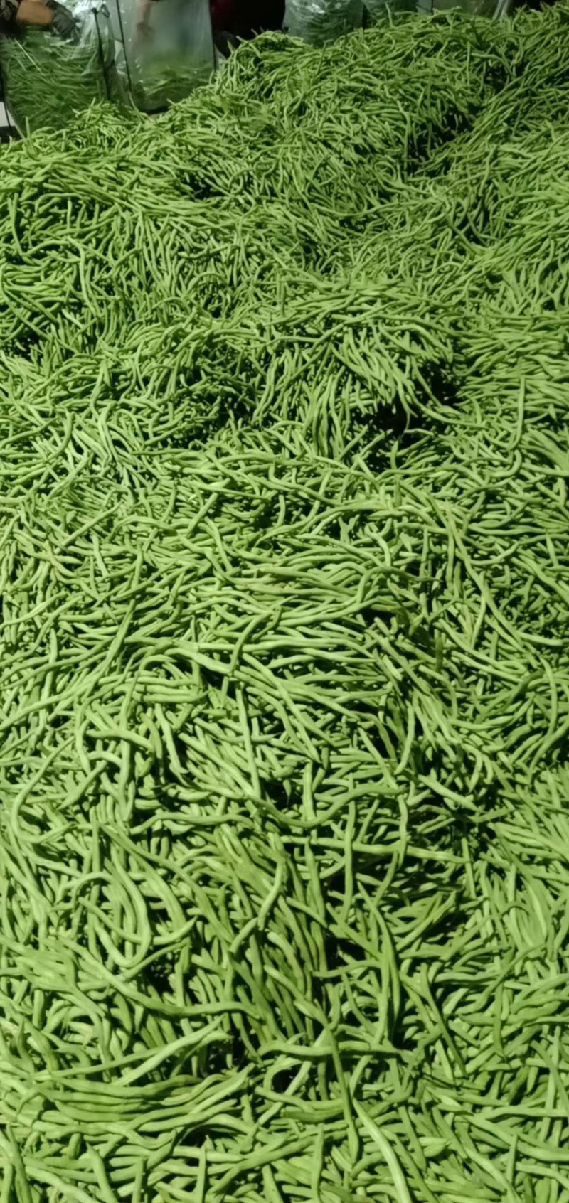 精品豆王，无丝豆，架豆王，无筋豆大量上市，新货上市，