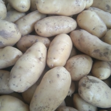 ，黄心土豆大量出库，质量好无青头无虫眼，上货量大