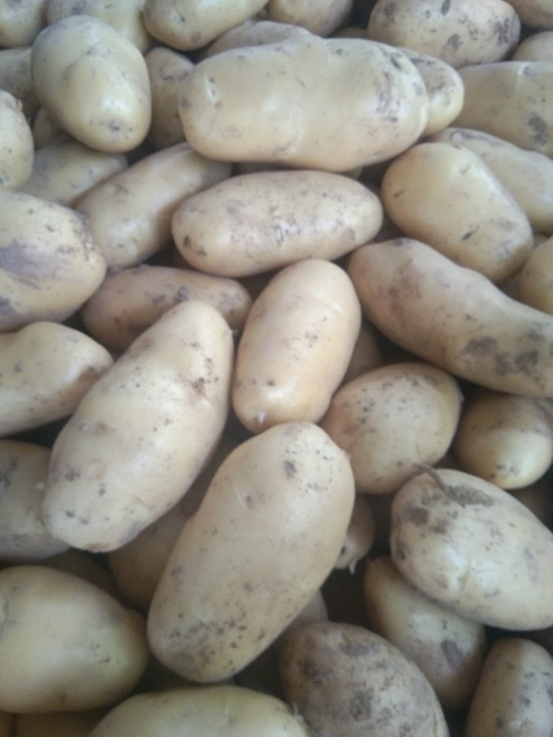 ，黄心土豆大量出库，质量好无青头无虫眼，上货量大