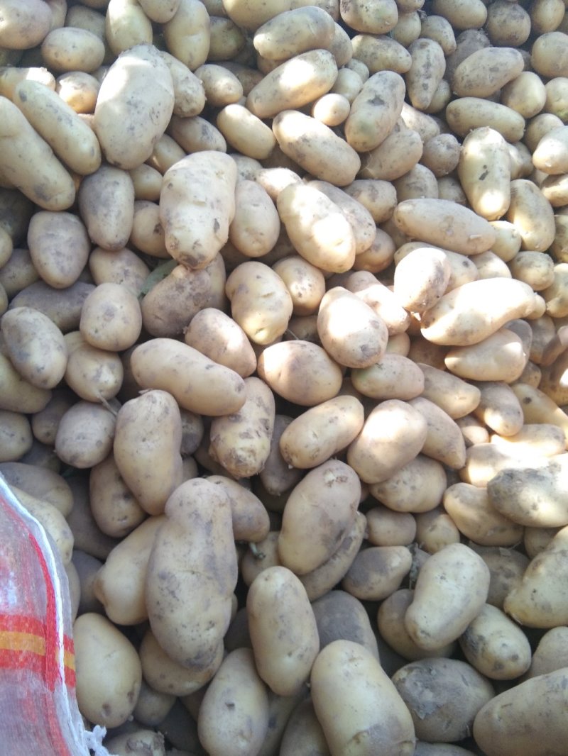 ，黄心土豆大量出库，质量好无青头无虫眼，上货量大