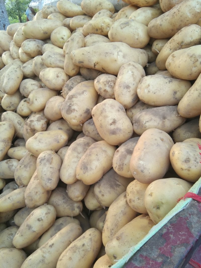 ，黄心土豆大量出库，质量好无青头无虫眼，上货量大