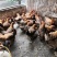 麻黄