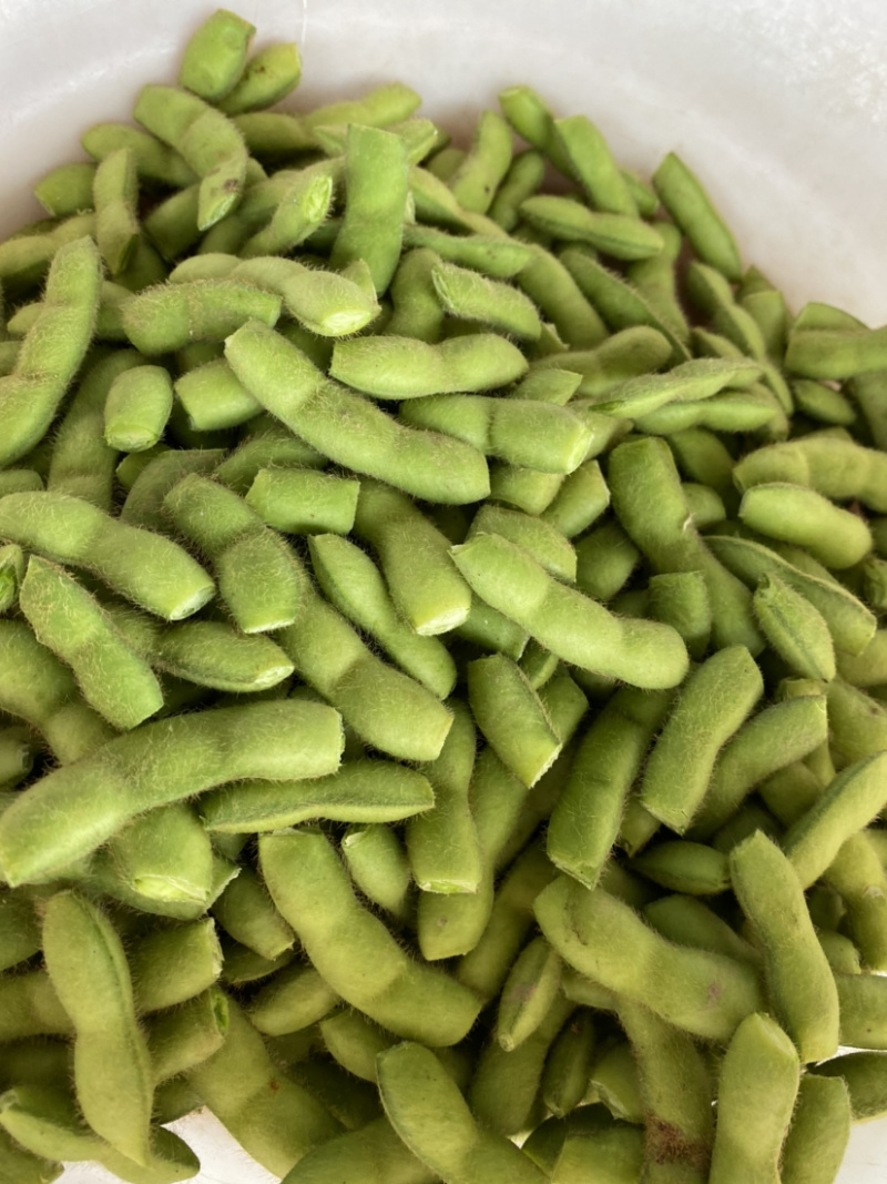 湖北当阳绿宝石毛豆大量上市基地直供可视频看货