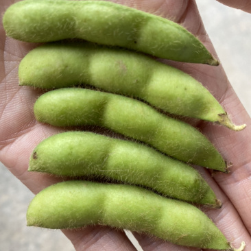 湖北当阳绿宝石毛豆大量上市基地直供可视频看货