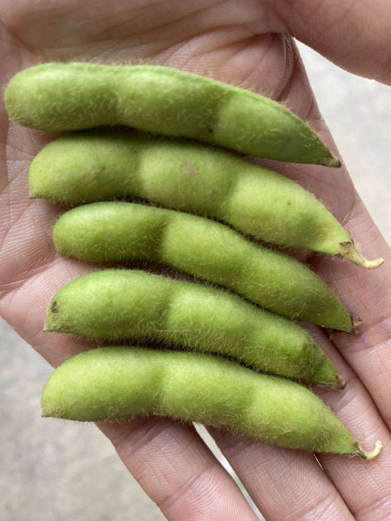 湖北当阳绿宝石毛豆大量上市基地直供可视频看货
