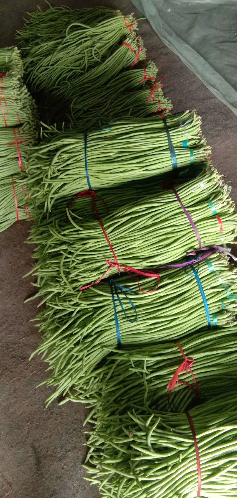 山东优质精品长豆角大量供应支持全国各地发货