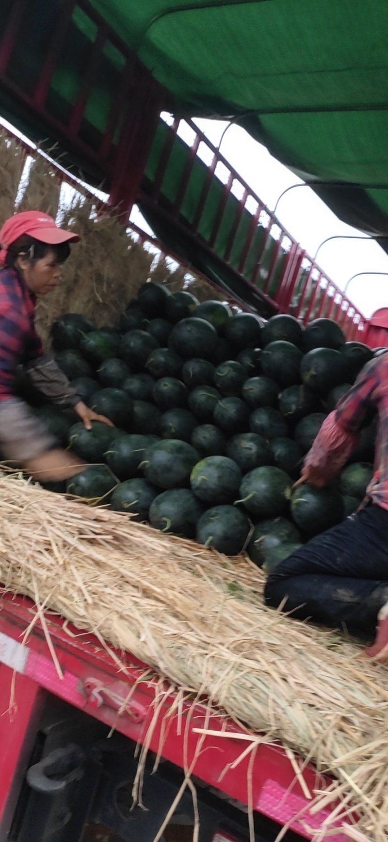 西瓜大量上市中货好新鲜甜度好口感好甜王绿