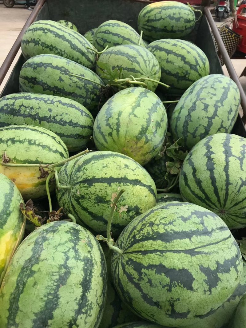 西瓜大量上市中货好新鲜甜度好口感好甜王绿