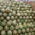 宁夏中卫西沙瓜六月即将上市