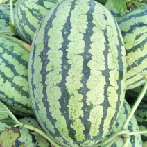 冠龙西瓜10斤打底8成熟头茬散装