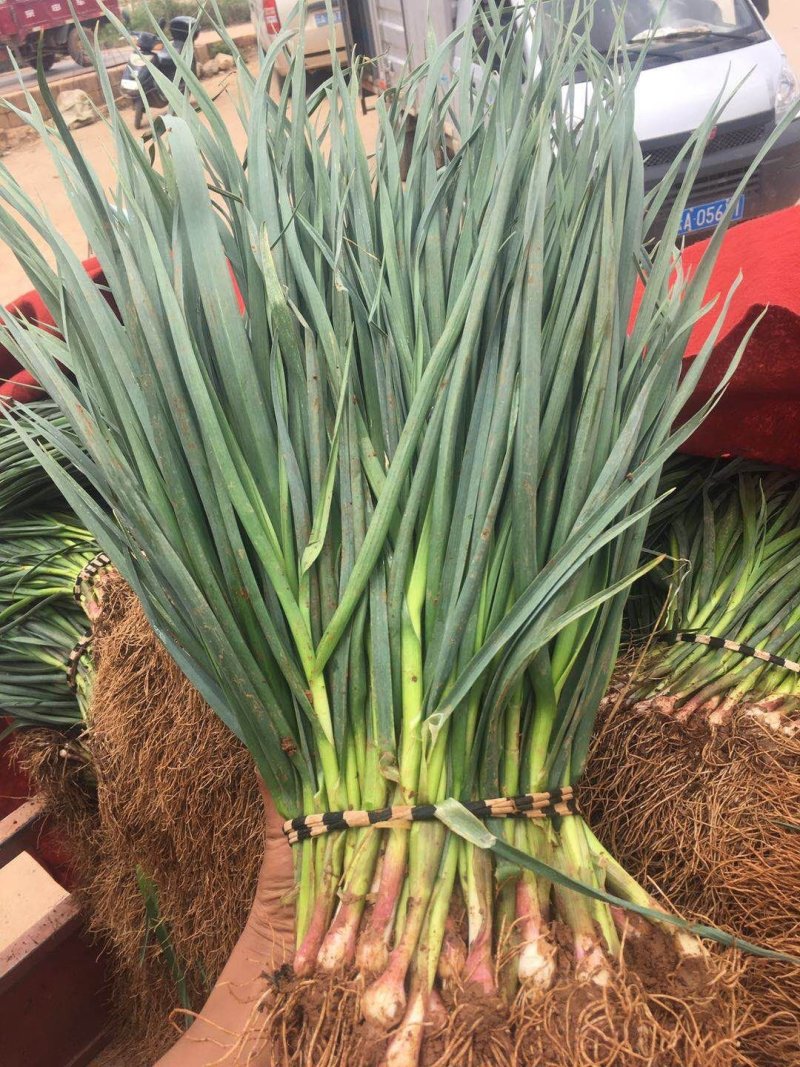 红根蒜苗