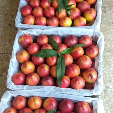 秦皇岛卢龙县48油桃金辉油桃大量上市，口感脆甜耐运输。