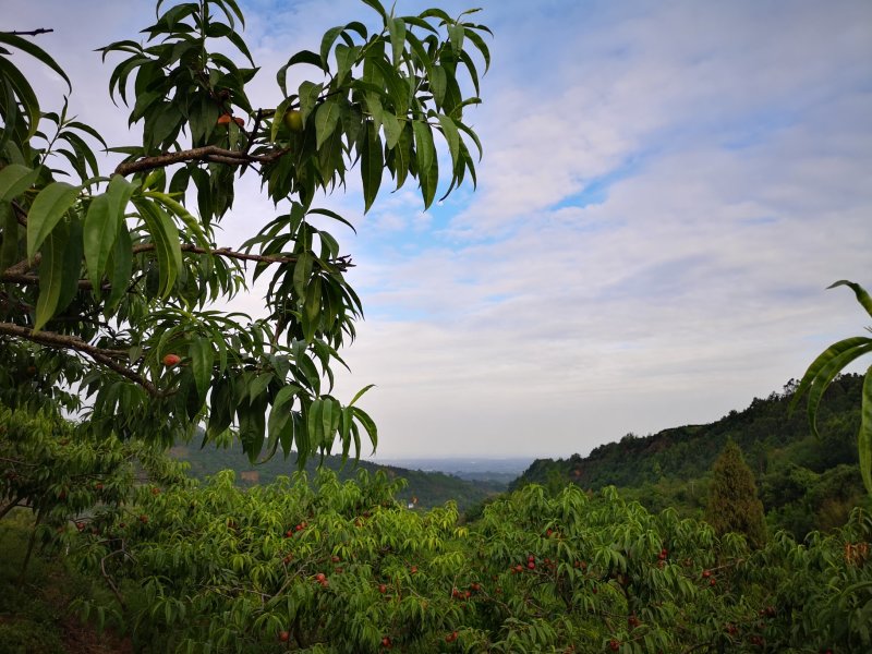 眉山高山黄心油桃中油四号